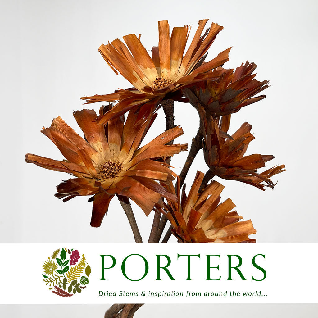 Protea &#39;Repens&#39; (Flat) (DRY) (Natural) (x5)