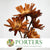 Protea 'Repens' (Flat) (DRY) (Natural) (x5)