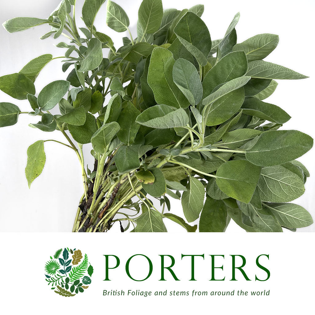 Sage &#39;Green Herb&#39; (Cultivated E) 50cm (x10)