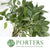 Sage 'Green Herb' (Cultivated E) 50cm (x10)