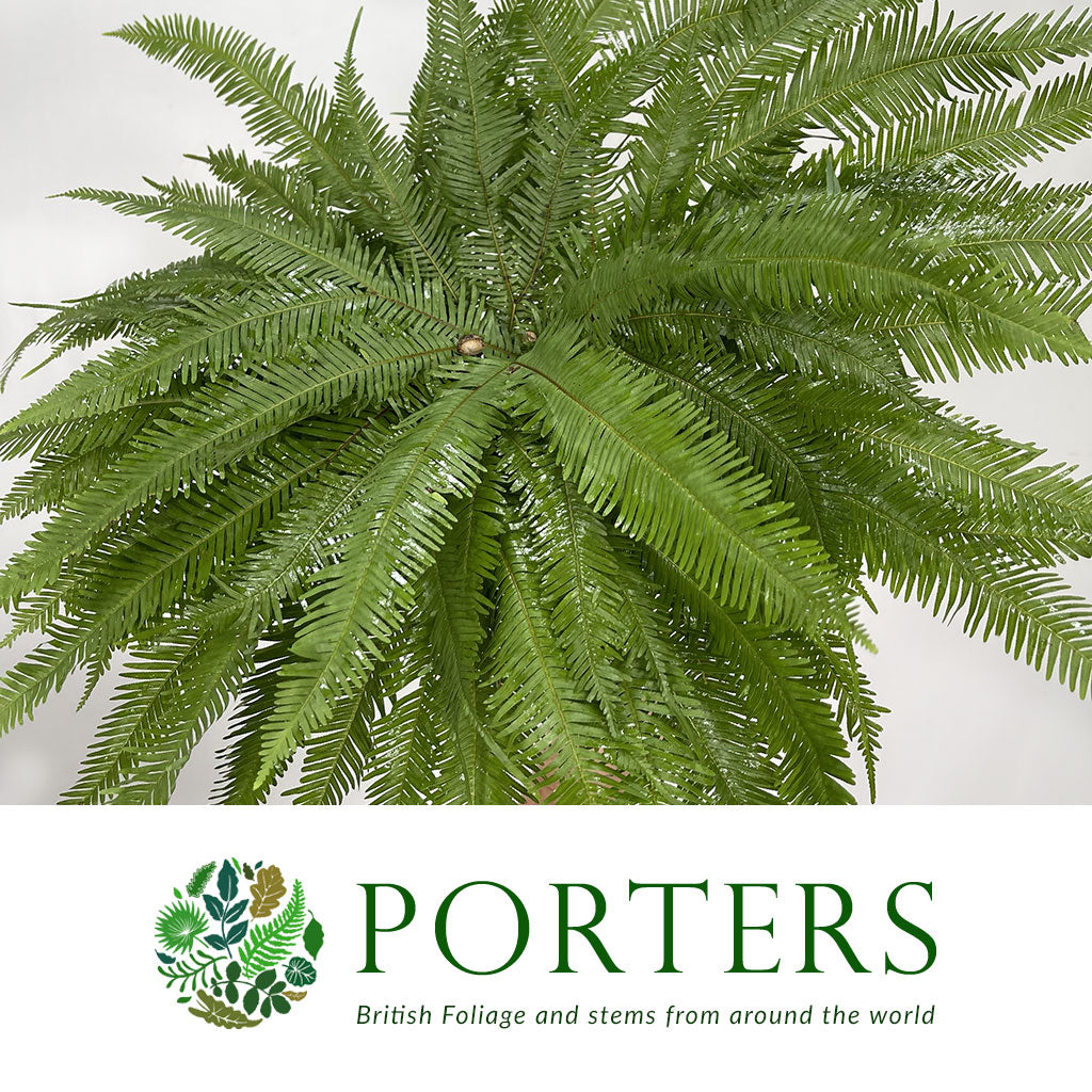 Fern &#39;Umbrella Fern&#39; (x10)