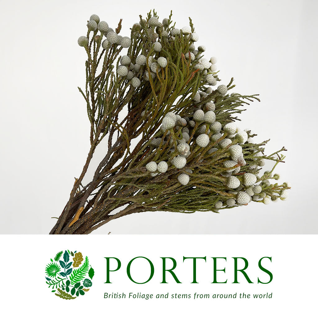 Berzelia &#39;Spray Brunia&#39; 50cm (x10)