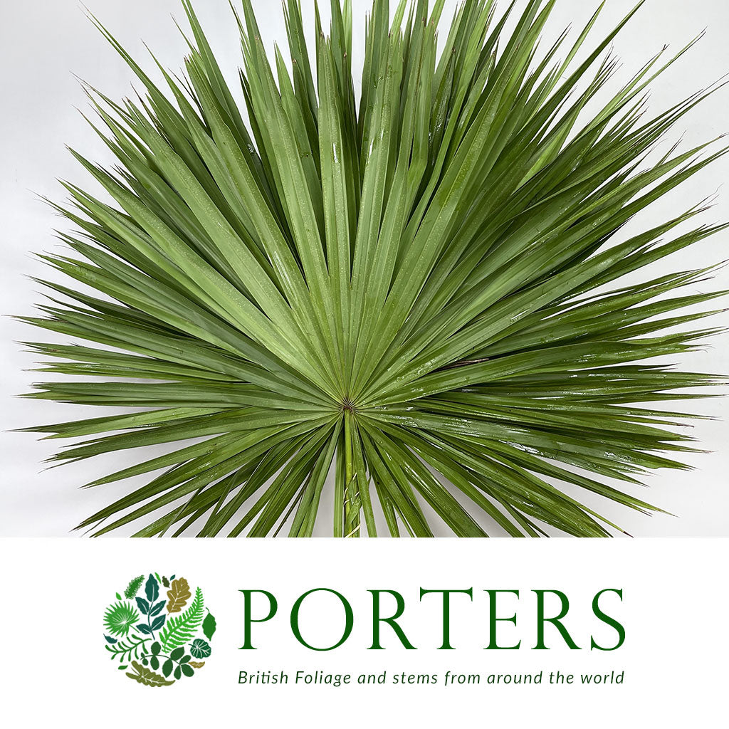 Palm &#39;Fan Palm&#39; (Palmetto) (x10)