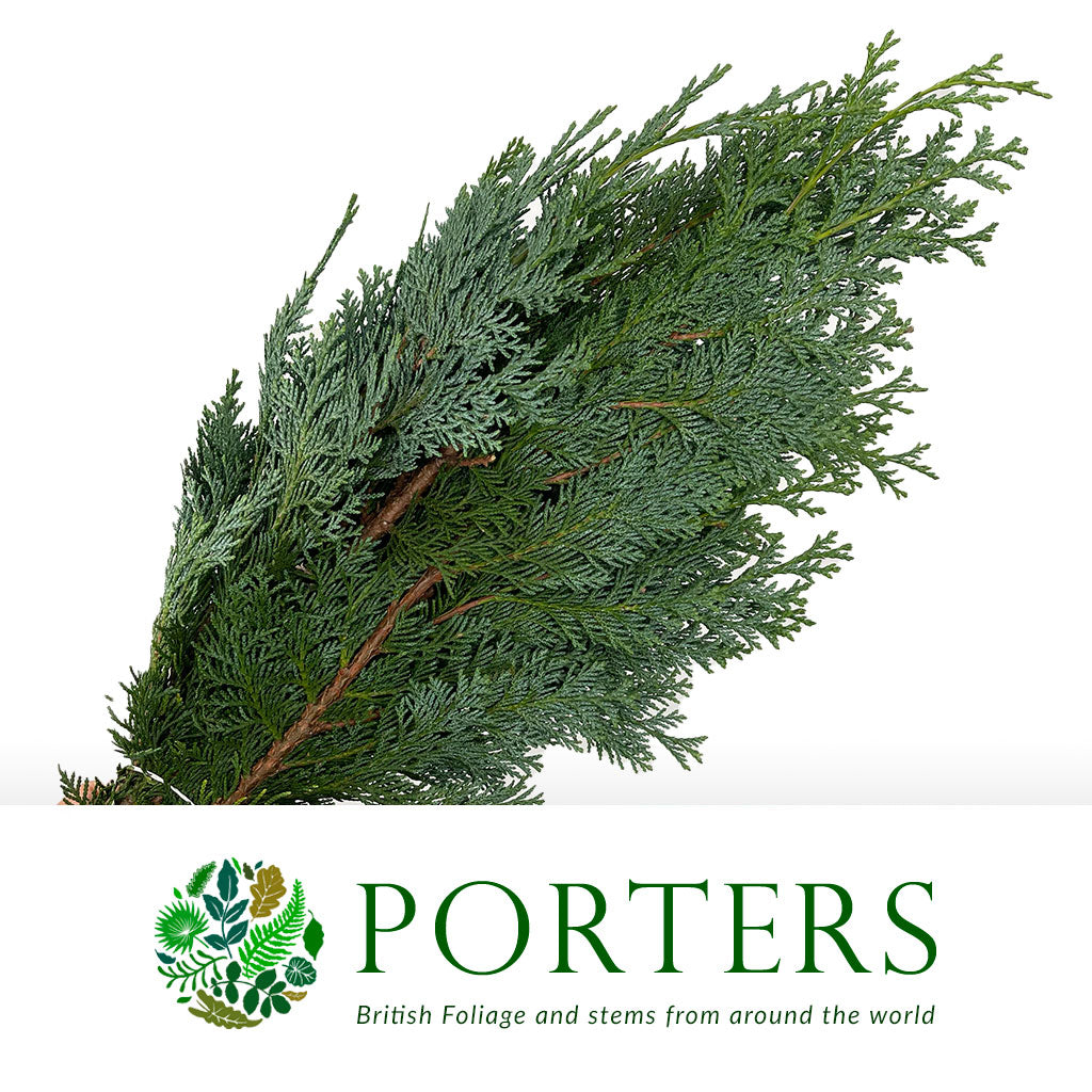 Conifer &#39;Blue Natural&#39; 65cm (400g)