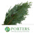 Conifer 'Blue Natural' 65cm (400g)