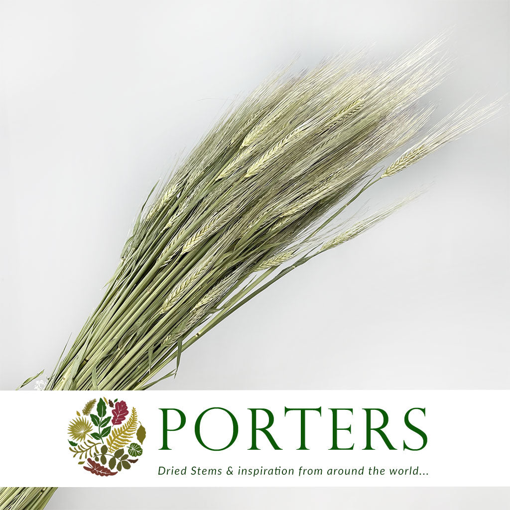 Grass &#39;Barley&#39; (DRY) (Hordeum)