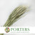 Grass 'Barley' (DRY) (Hordeum)