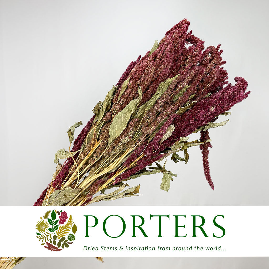 Amaranthus &#39;Flower&#39; (Natural Red) (DRY) 50cm