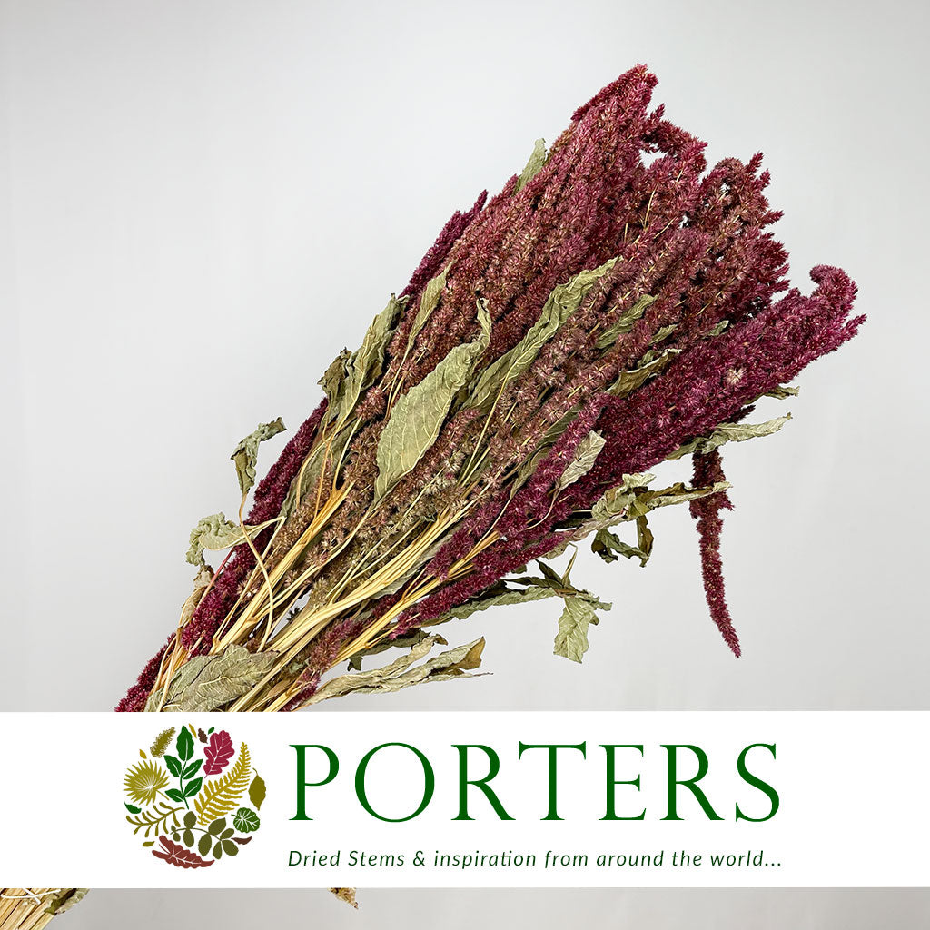 Amaranthus Flower DRY (Natural Red)