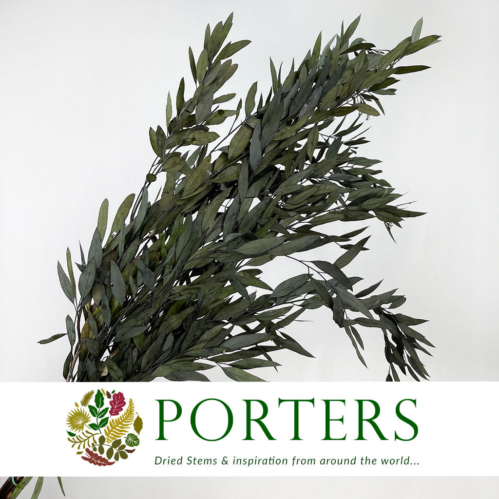 Eucalyprtus 'Nicholii' (Preserved) (Green) (DRY) 60cm