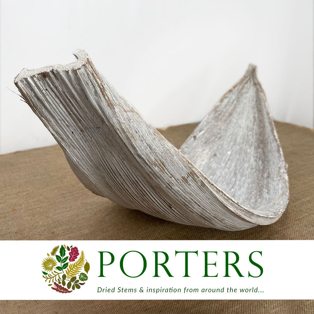 Coconut &#39;Galara Big&#39; (White Wash) (DRY)