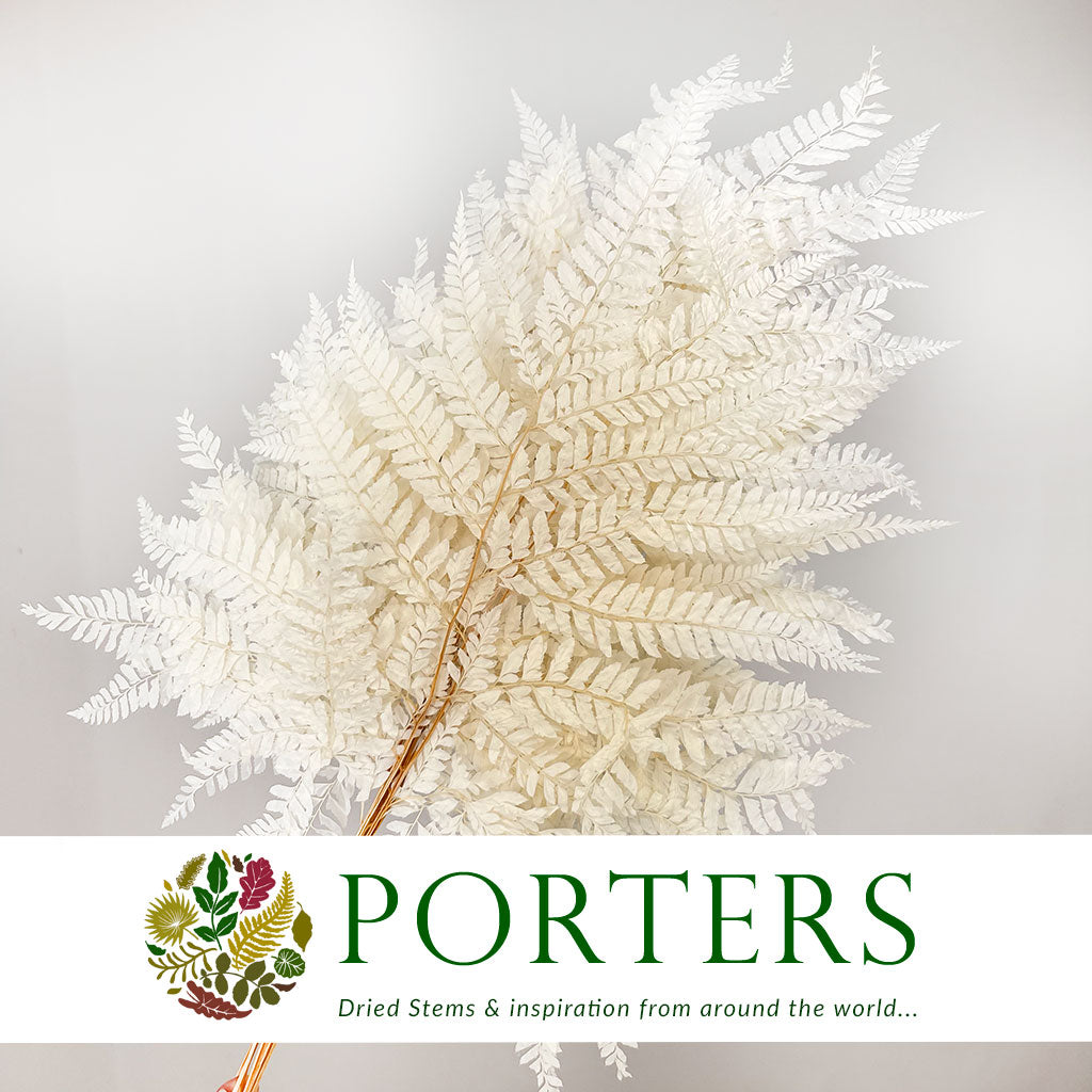 Fern &#39;Mini&#39; &#39;Leather Leaf&#39; (Bleached) (DRY) (x10)