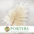 Fern 'Mini' 'Leather Leaf' (Bleached) (DRY) (x10)