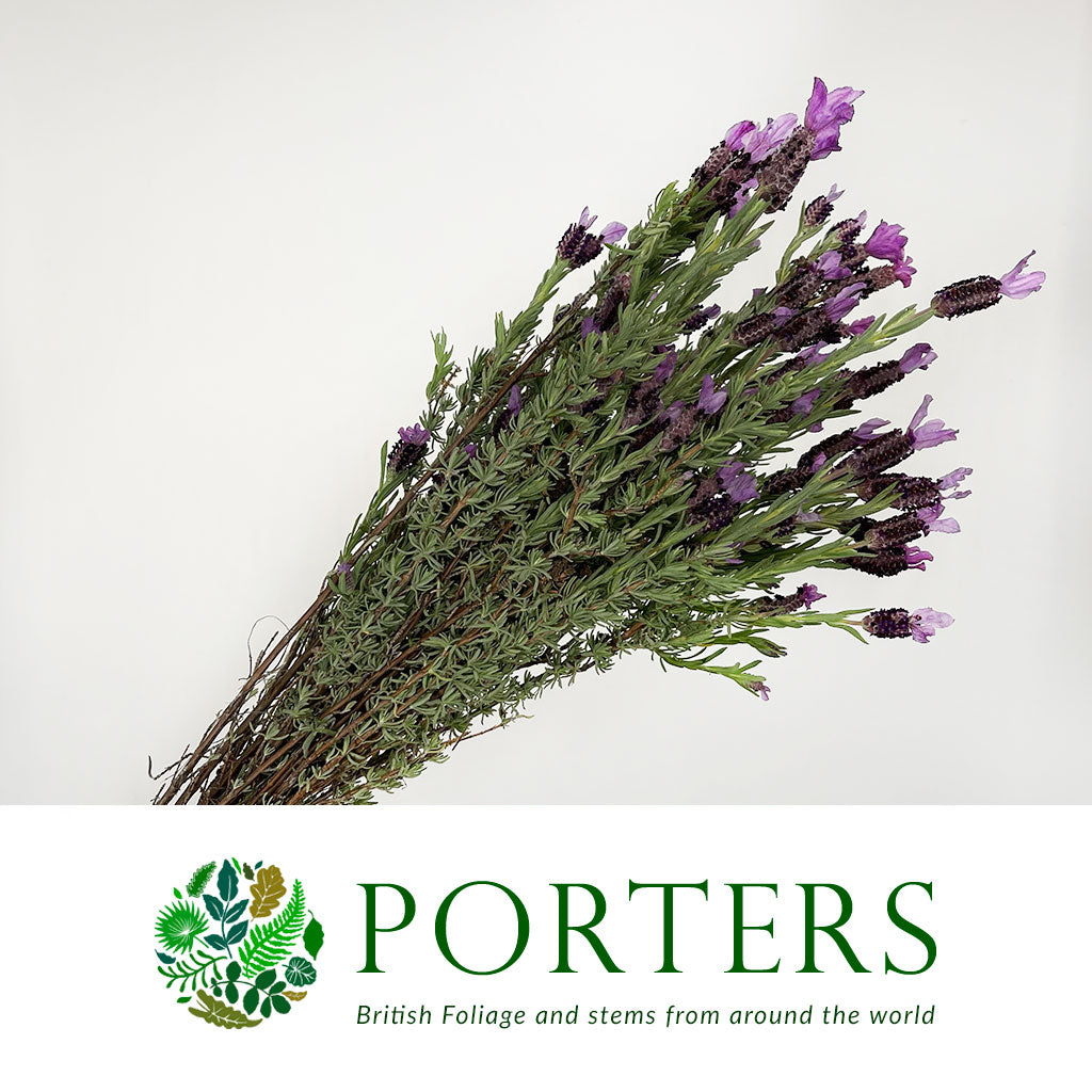 Lavender Stoechas &#39;French Lavender&#39; (200g)
