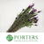 Lavender Stoechas 'French Lavender' (200g)