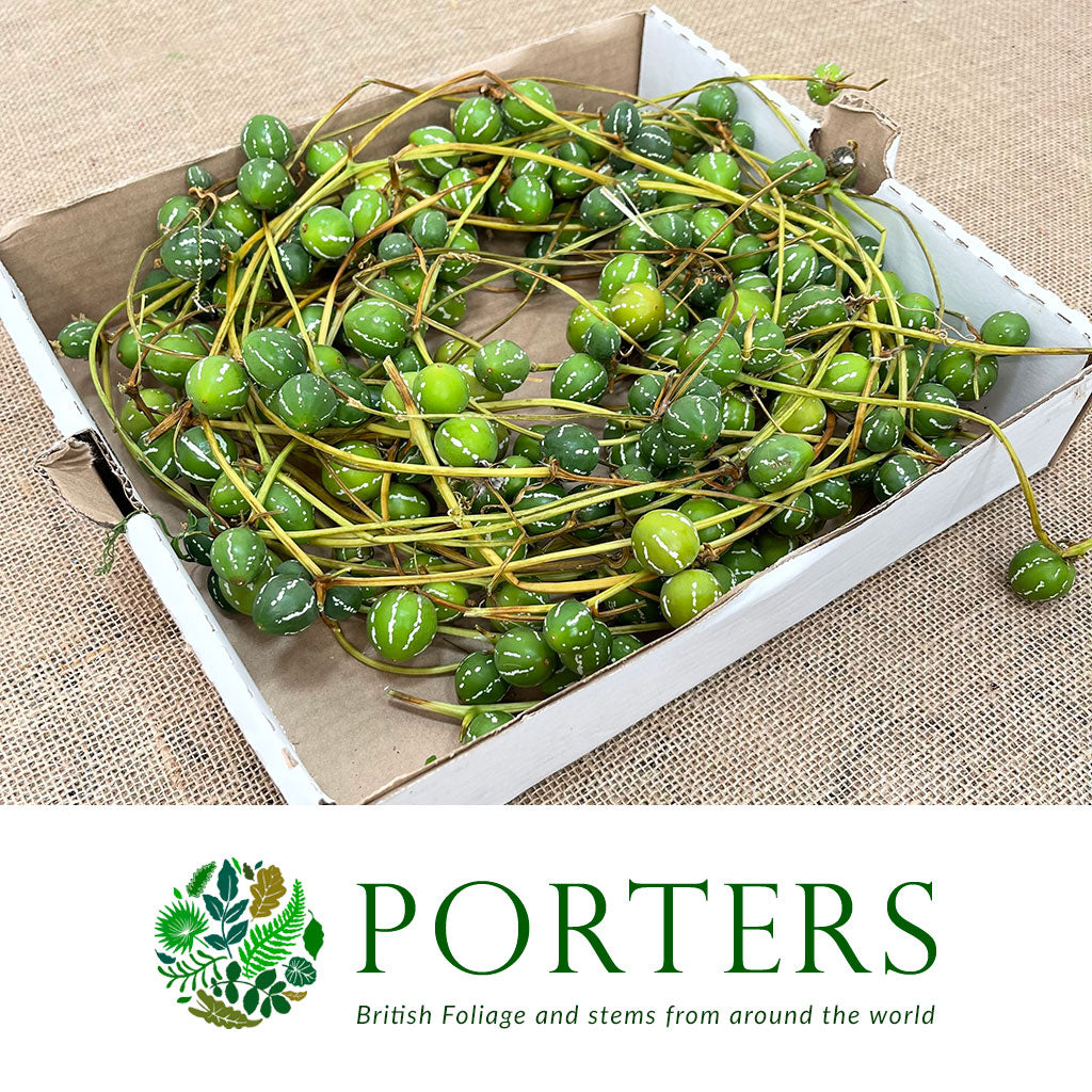 Diplocyclos Palmatus &#39;Green&#39; (Striped Cucumber) (Per Tray)