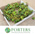 Diplocyclos Palmatus 'Green' (Striped Cucumber) (Per Tray)