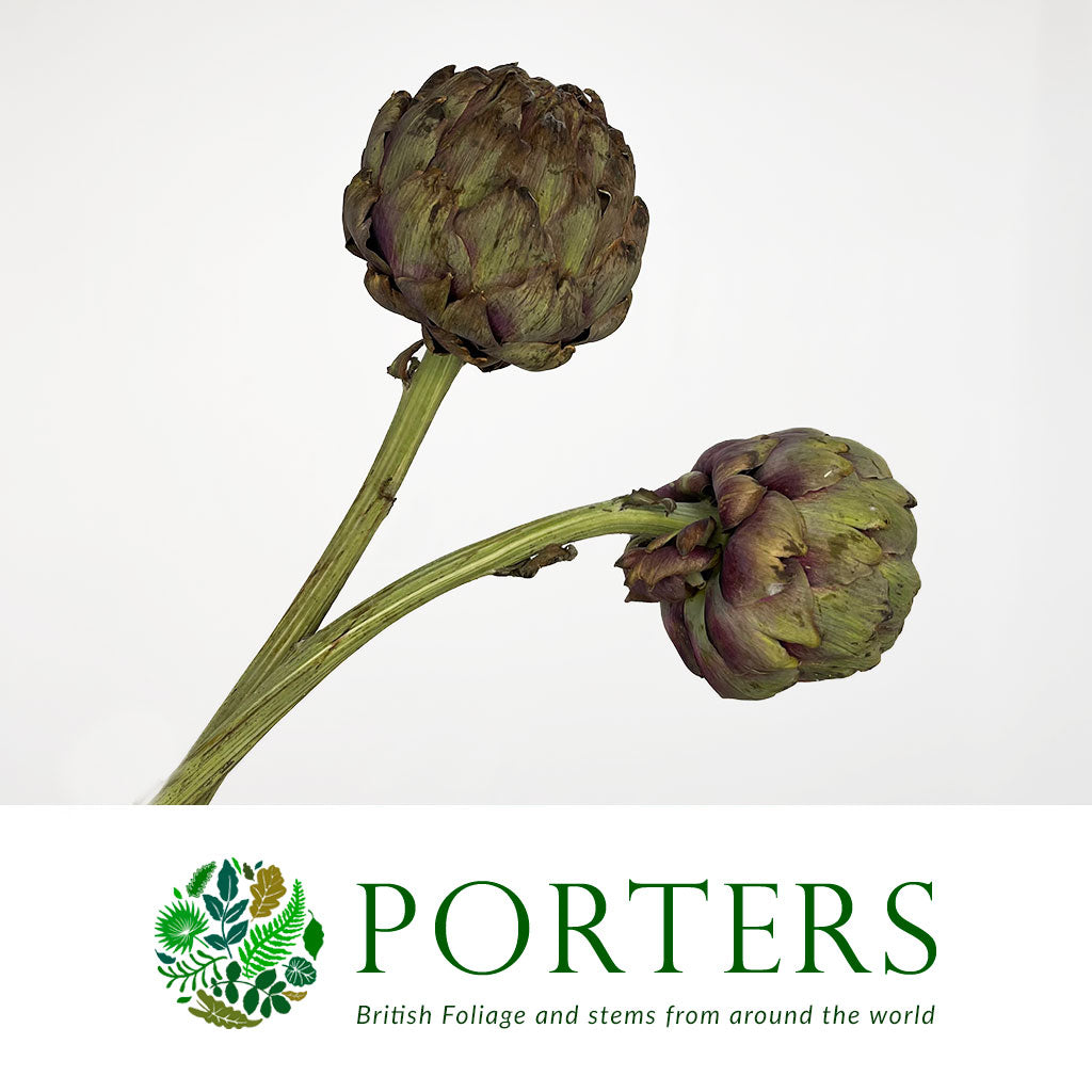 Artichoke Stem (Various Sizes)