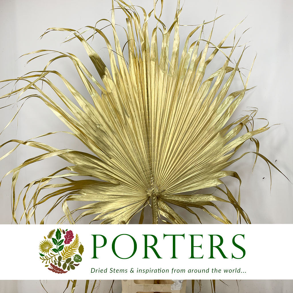 Palm &#39;Washingtonia&#39; (Painted) (Gold) 160cm (Per stem)