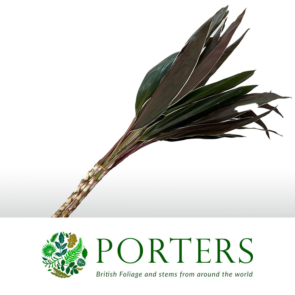 Cordyline Tips &#39;Cappuccino&#39; (Various Sizes)