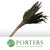 Cordyline Tips 'Cappuccino' (Various Sizes)