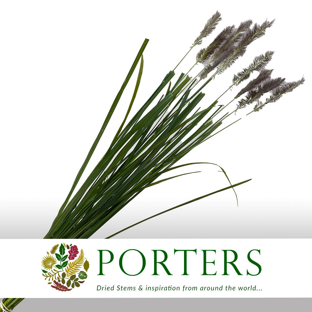 Grass &#39;Pennisitum&#39; (Black Beauty) 90cm (x10)