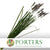 Grass 'Pennisitum' (Black Beauty) 90cm (x10)