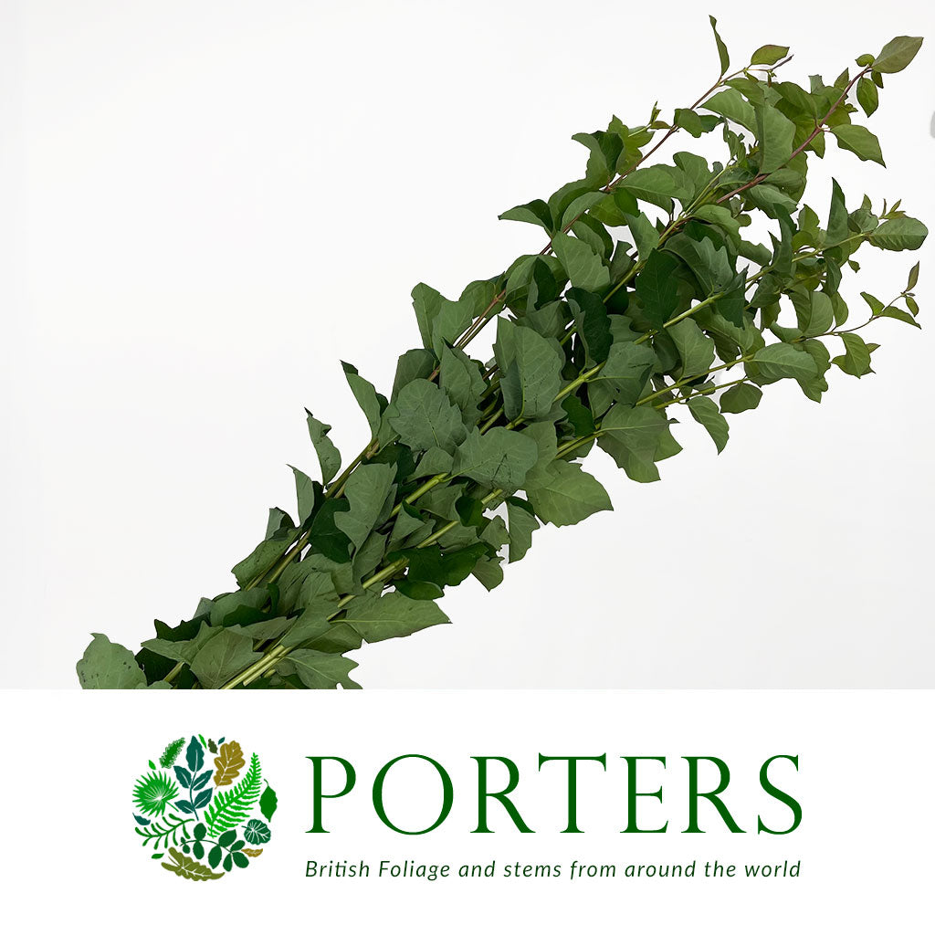 Snowberry &#39;Foliage&#39; (Cultivated E) (x10)