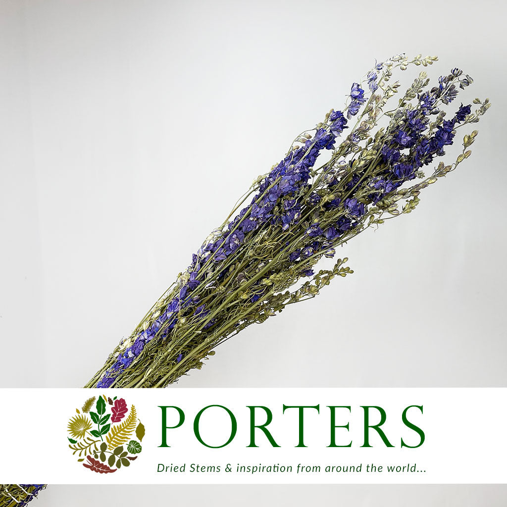 Delphinium &#39;Flowers&#39; (Natural Blue) (DRY)