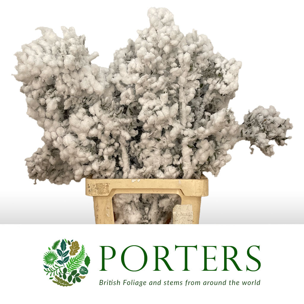 Ruscus &#39;Wild&#39; (Snow) (DRY) (x25)