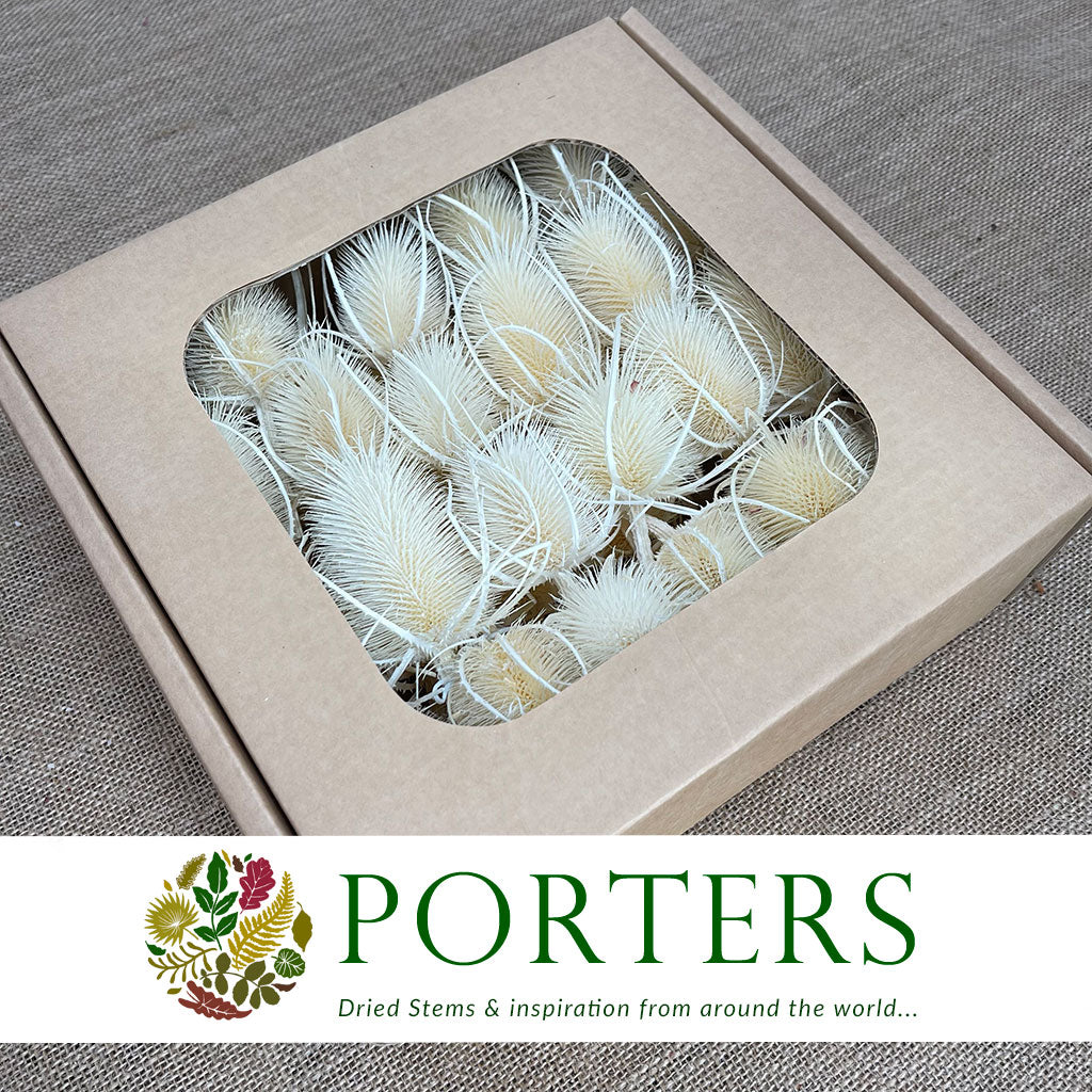 Thistle &#39;Heads&#39; (Bleached) (DRY) (White)