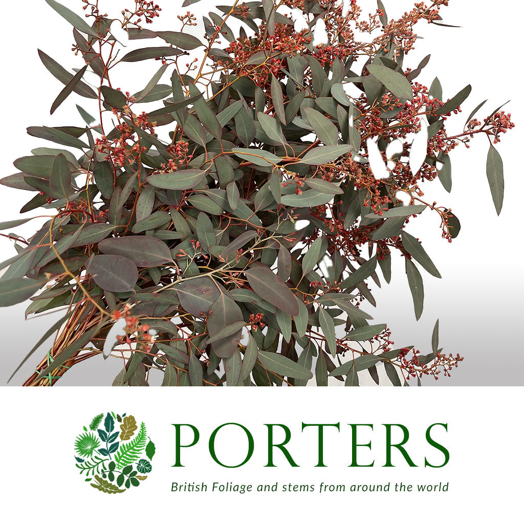 Eucalyptus &#39;Populus Berries&#39; (Red Aspirated) 60cm 300g