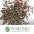 Eucalyptus 'Populus Berries' (Red Aspirated) 60cm 300g