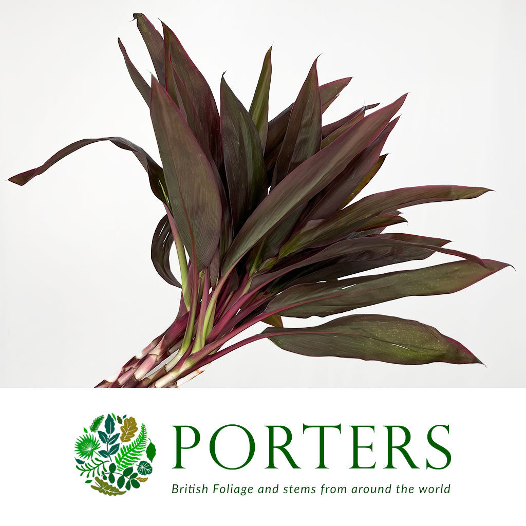 Cordyline Tips &#39;Red Sister&#39; Small 60cm (x10)