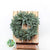 12in 'Blue Pine' Wreath (30cm) (Mossed)