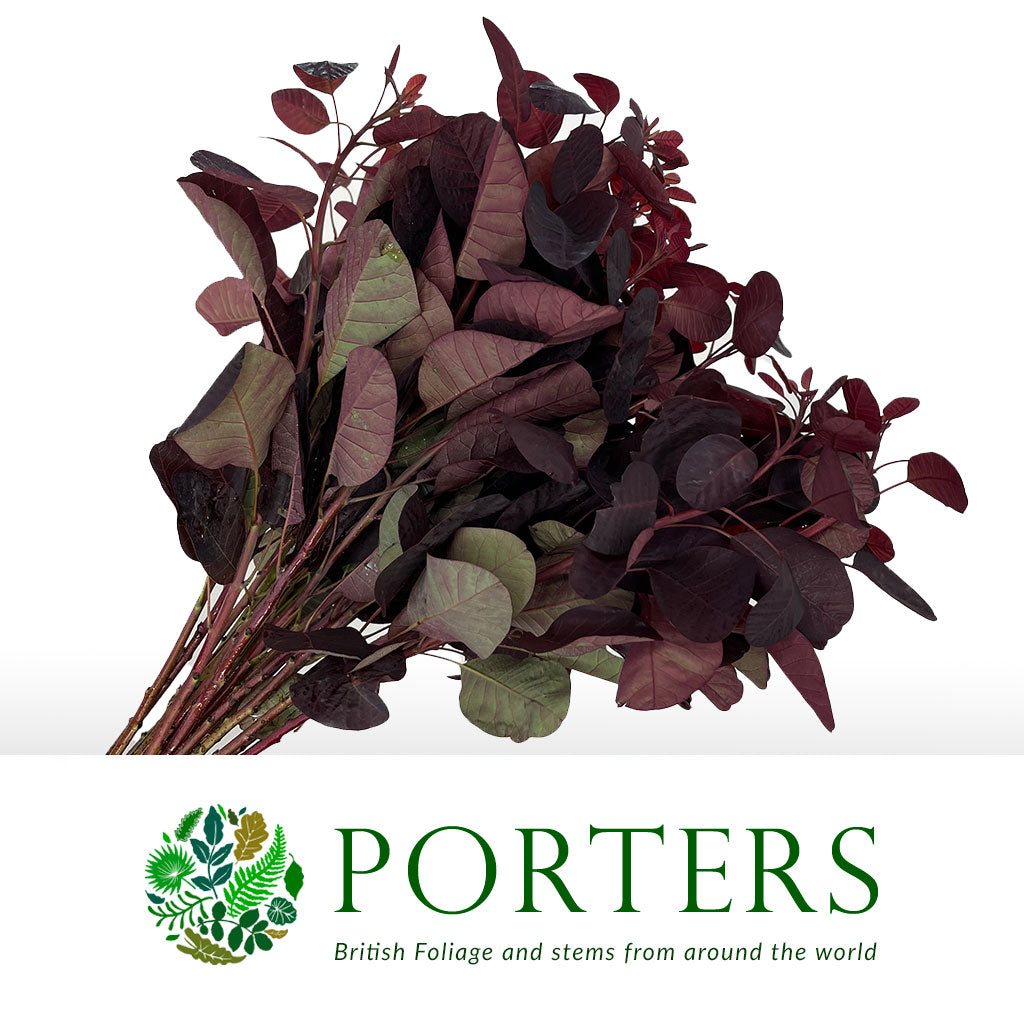 Cotinus &#39;Royal Purple&#39; 60cm (x10)