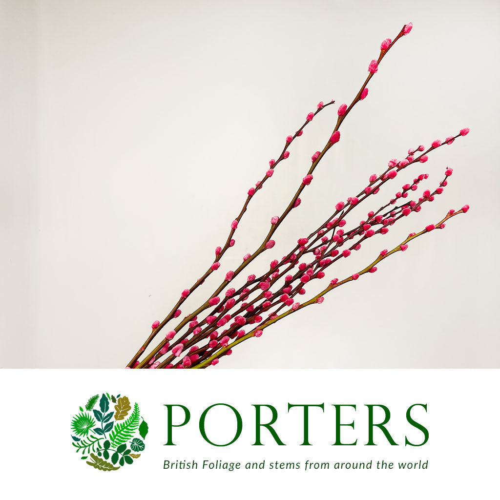 Pussy Willow (Painted) 70cm (Various Colours) (x10)