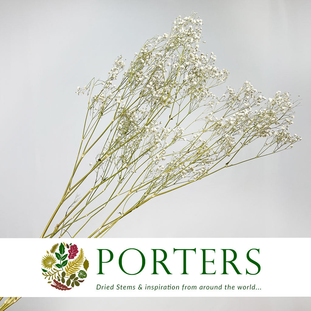 Gypsophila (Natural) (DRY)