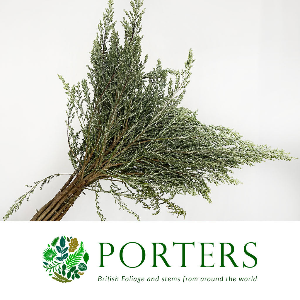 Ozothamnus &#39;Sussex Silver&#39; 60cm 400g