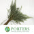 Ozothamnus 'Sussex Silver' 60cm 400g