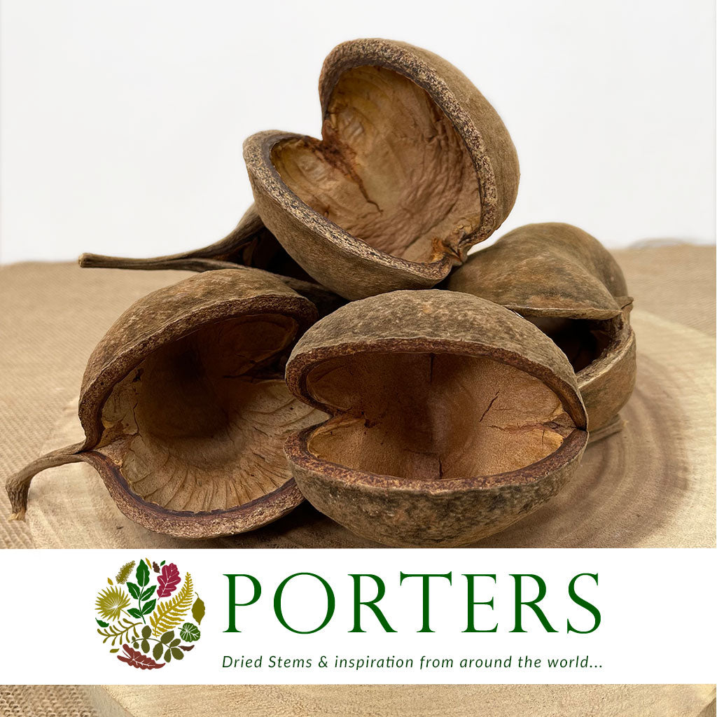 Nuts &#39;Budha Nuts&#39; (DRY) (Various Sizes)