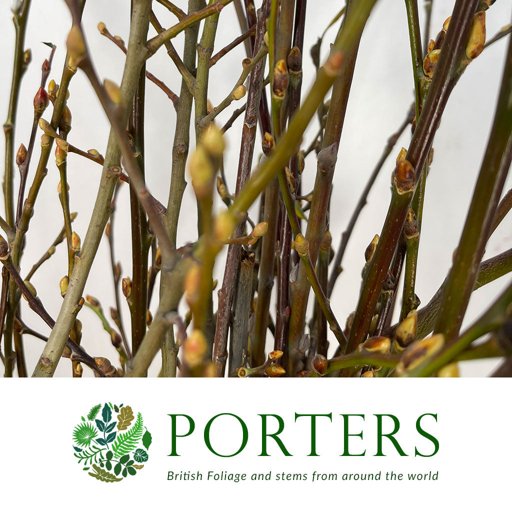 Pussy Willow (Wild) (Various Sizes)