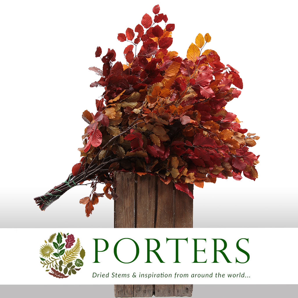 Beech Autumnal Preserved 60-80cm DRY 150g