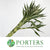 Dracena 'Sanderiana White' 50cm (x5)