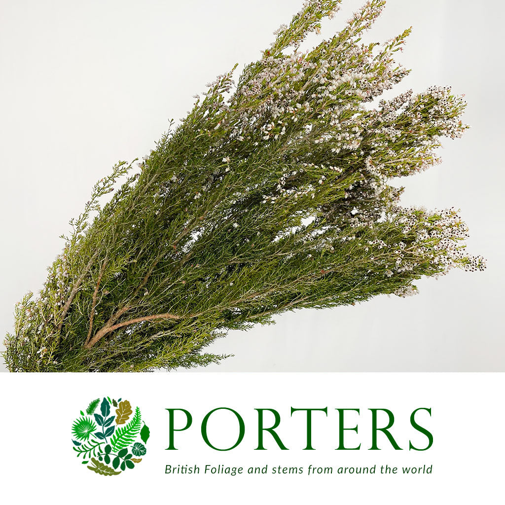 Heather (Erica) &#39;White&#39; 60cm Italian