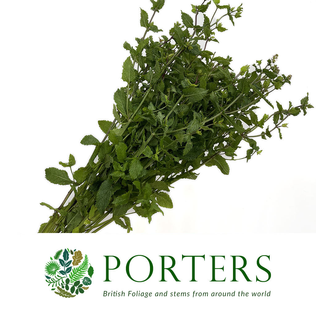 Mint &#39;Spearmint&#39; (Cultivated E) (x20)