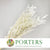 Eucalyptus 'Nicholii' (Bleached) (DRY)