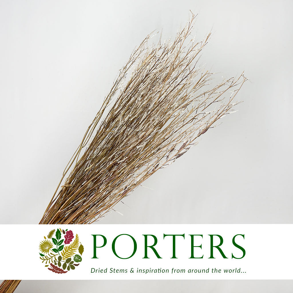 Grass &#39;Saras Grass&#39; (Natural) (DRY) H100cm