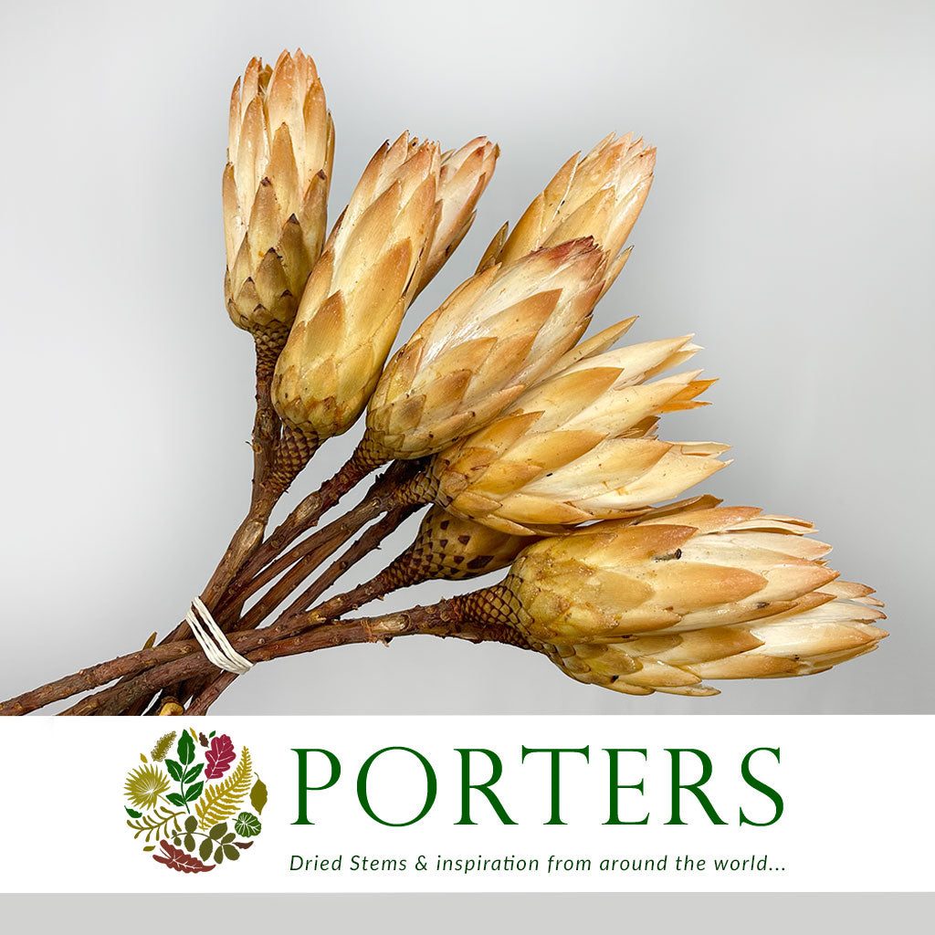 Protea &#39;Repens&#39; (Cream) (DRY) Preserved (x10)