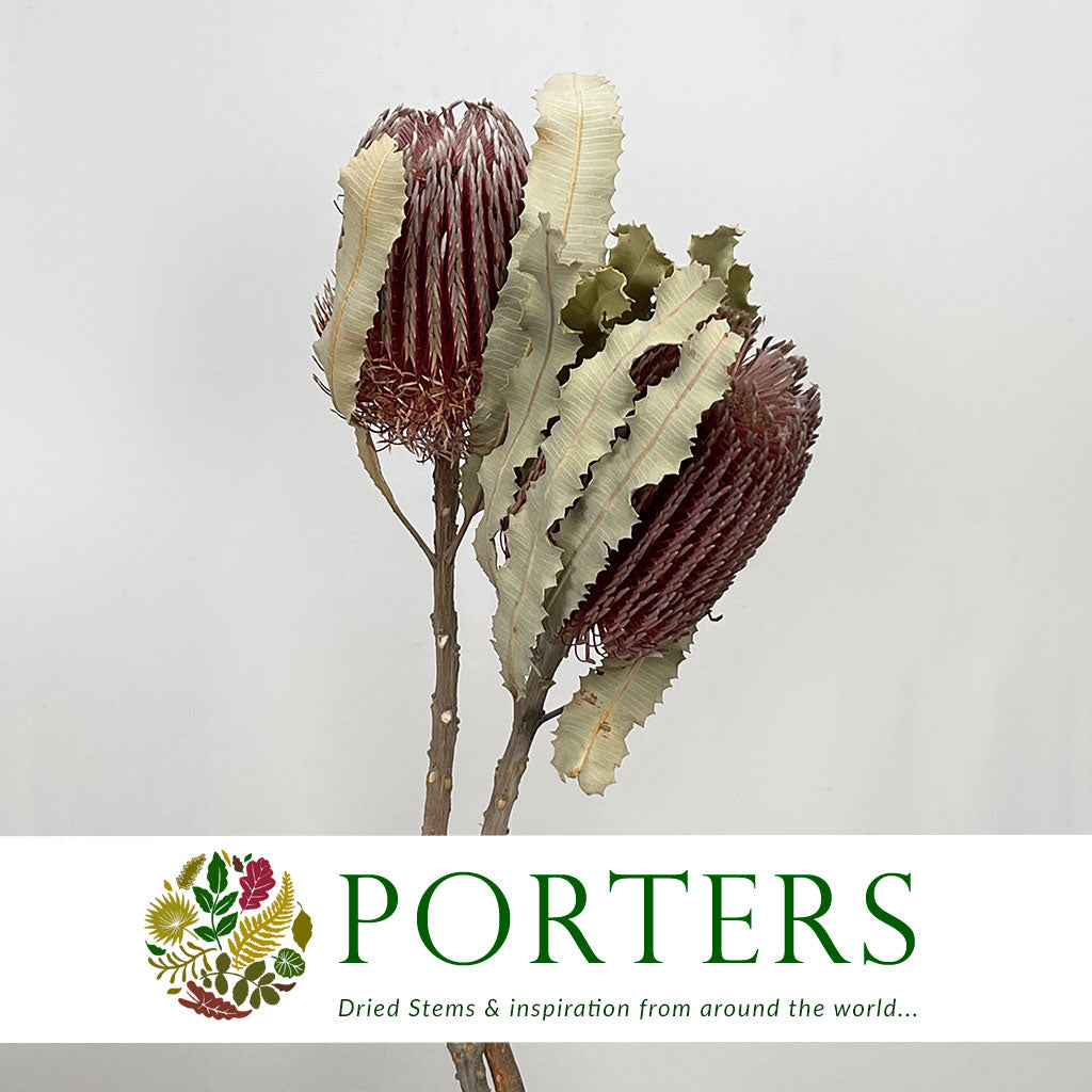 Protea &#39;Banksia&#39; (Menziesli) DRY (x2)